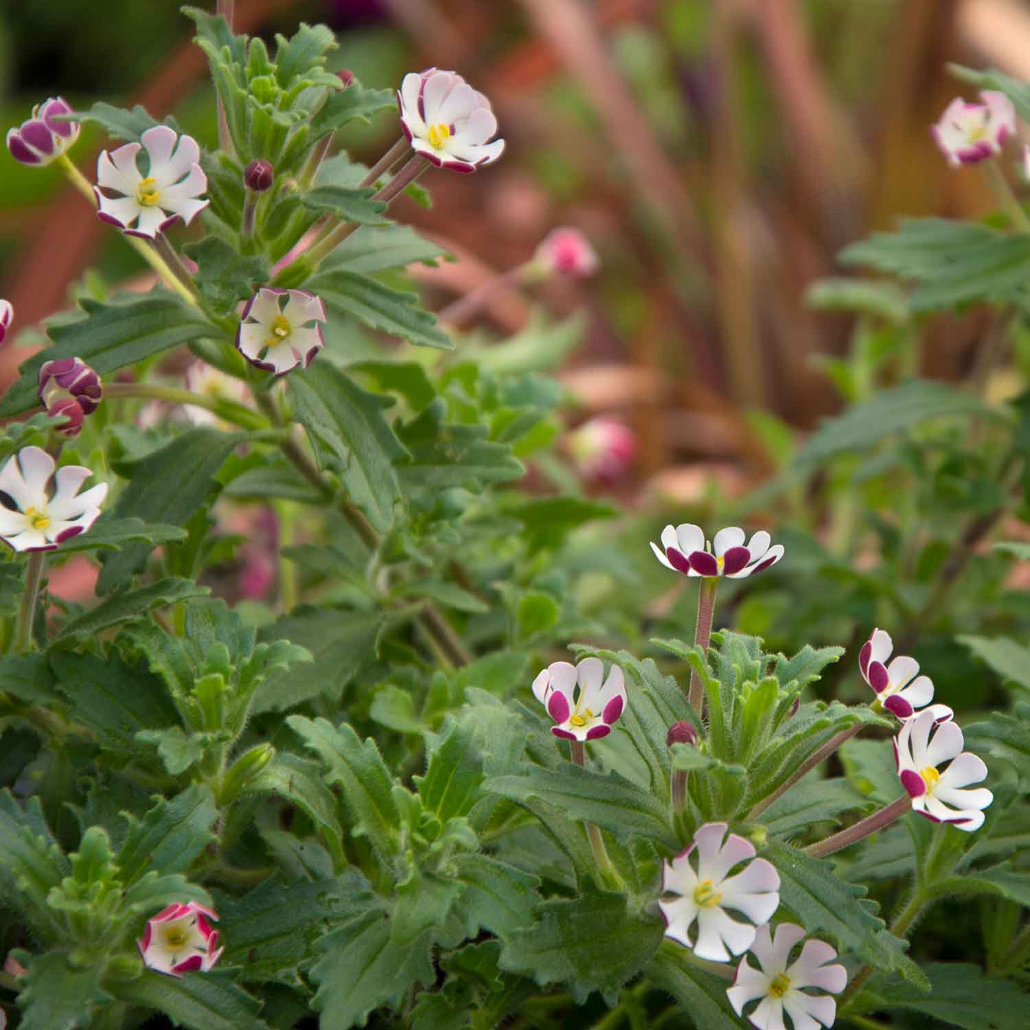 Zaluzianskya 'star Balsam' Night-scented Phlox, Fragrant Compact Perennial Plant | 3 x Jumbo Plugs | Multi