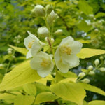 Philadelphus Aureus Highly Fragrant Gold Leaf Mock Orange Shrub Plant 2 Litre