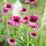Echinacea Purpurea 'double Decker' - 9cm Pots | 1 x 9cm | Pink