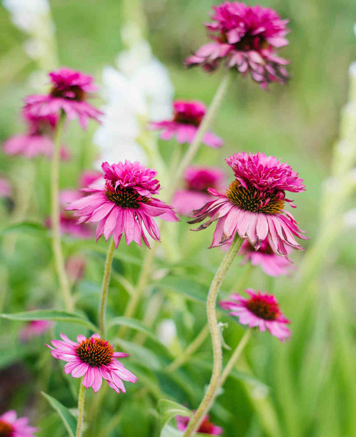 Echinacea Purpurea 'double Decker' - 9cm Pots | 1 x 9cm | Pink