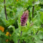 Salvia Plant Caradonna 'pink Inspiration' 70cm | 6 x Jumbo Plugs | Pink