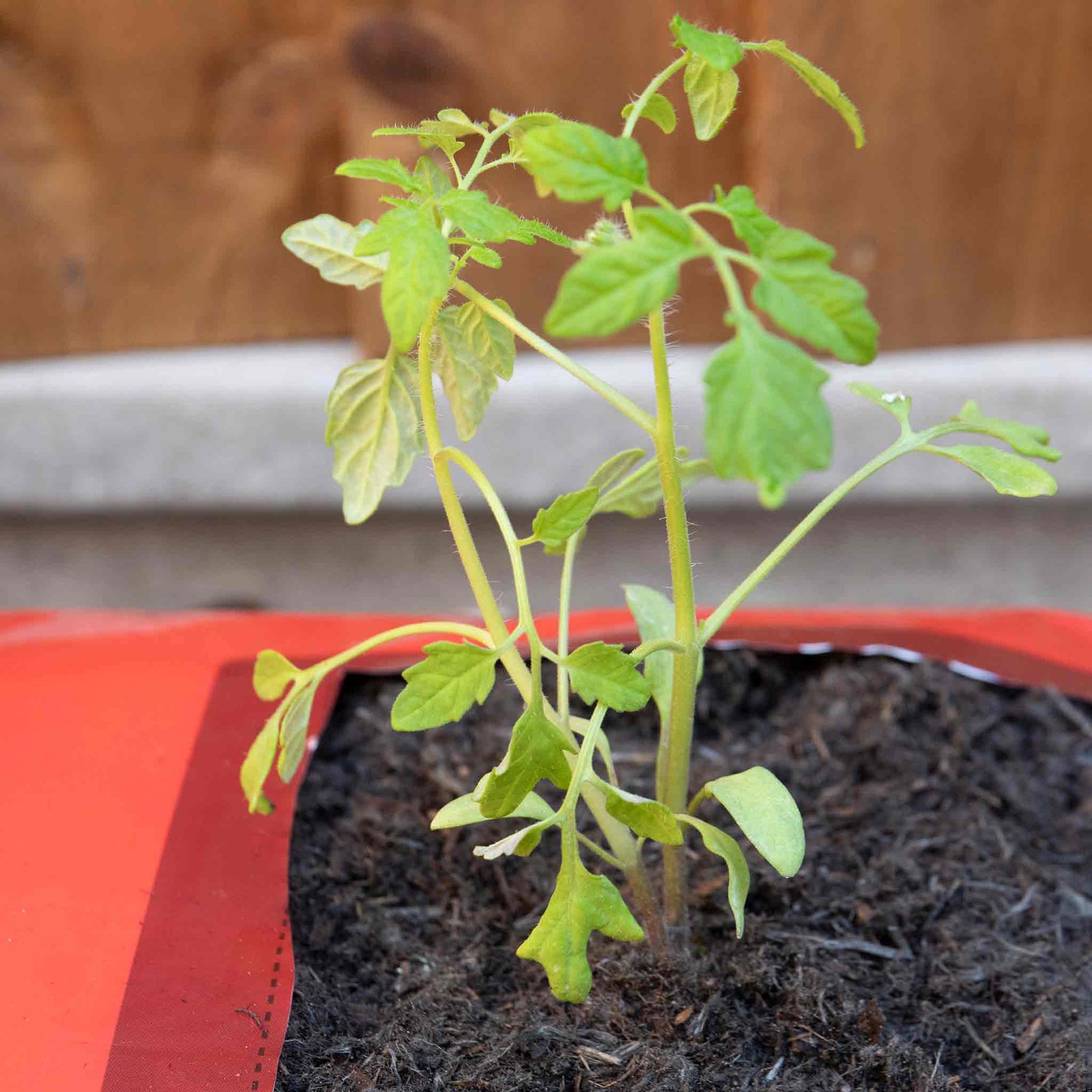 Big Tom Peat Free Tomato Planter | Single