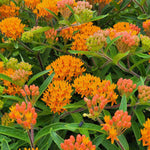 Prized Asclepias Collection - 3 Bare Roots ( 1 Of Each)