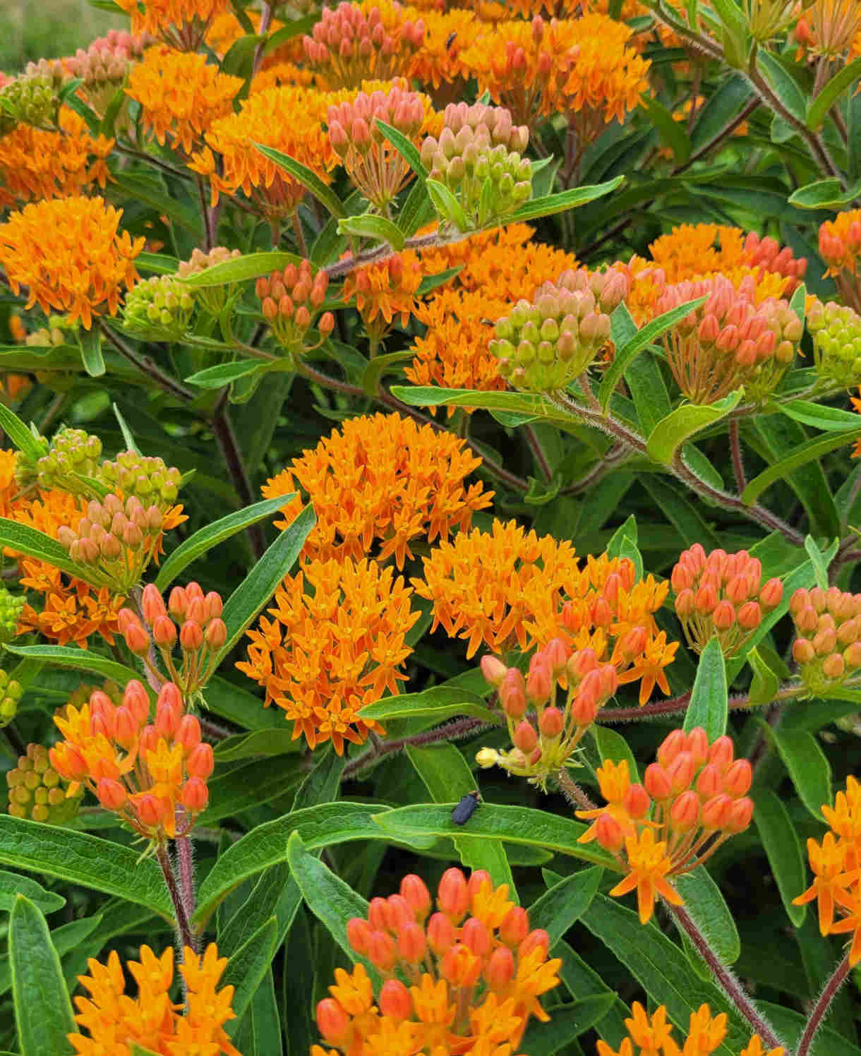 Prized Asclepias Collection - 3 Bare Roots ( 1 Of Each)