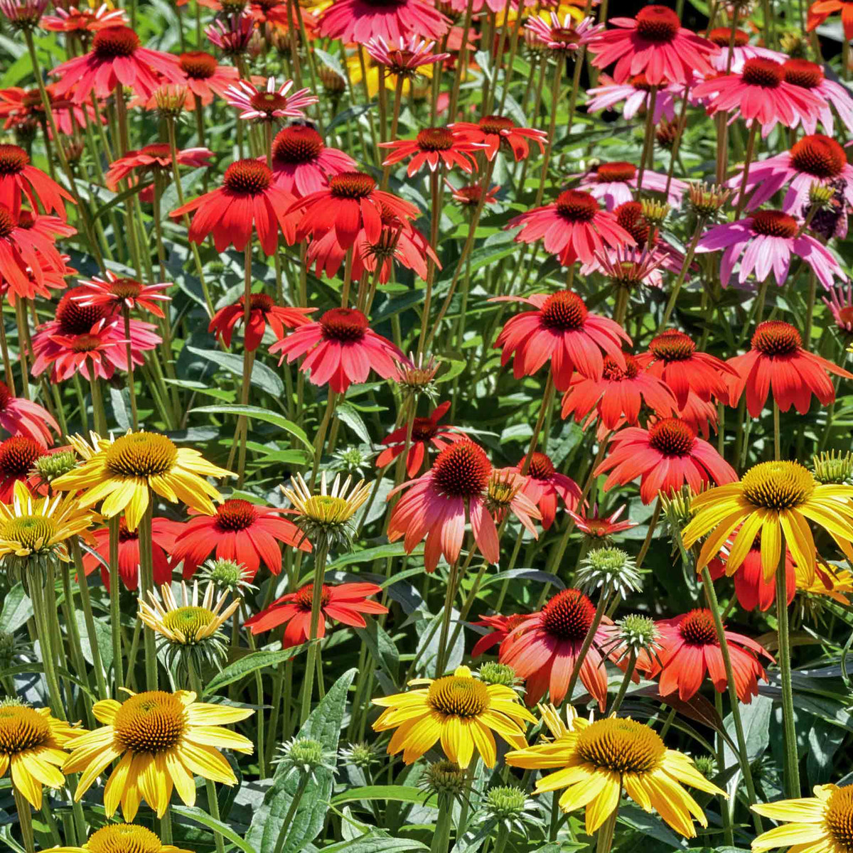 Echinacea 'cheyenne Spirit' - Hardy Perennial Coneflower | 6 x Jumbo Plugs | Multi