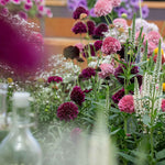 Scabious 'blackberry Scoop' Purple-black Pincushion Flowers | 12 x Plug Plants | Purple