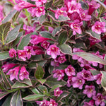 Weigela 'all Summer Monet' Variegated Dwarf Shrub | 1 x 3L | Pink