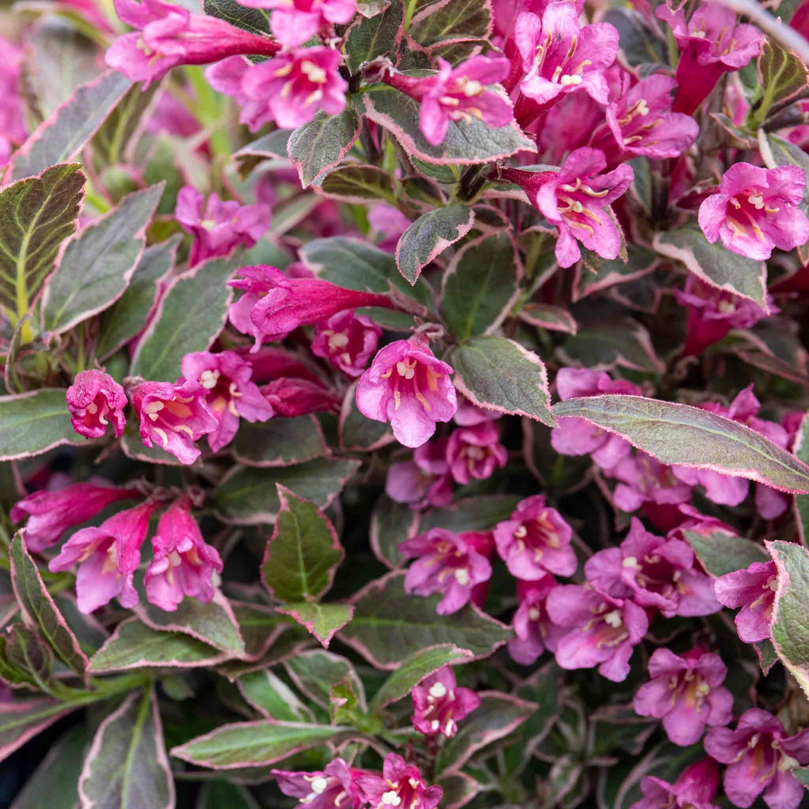Weigela 'all Summer Monet' Variegated Dwarf Shrub | 1 x 3L | Pink