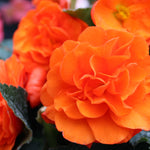 Hayloft Begonia Limitless Collection - 20 Young Plants