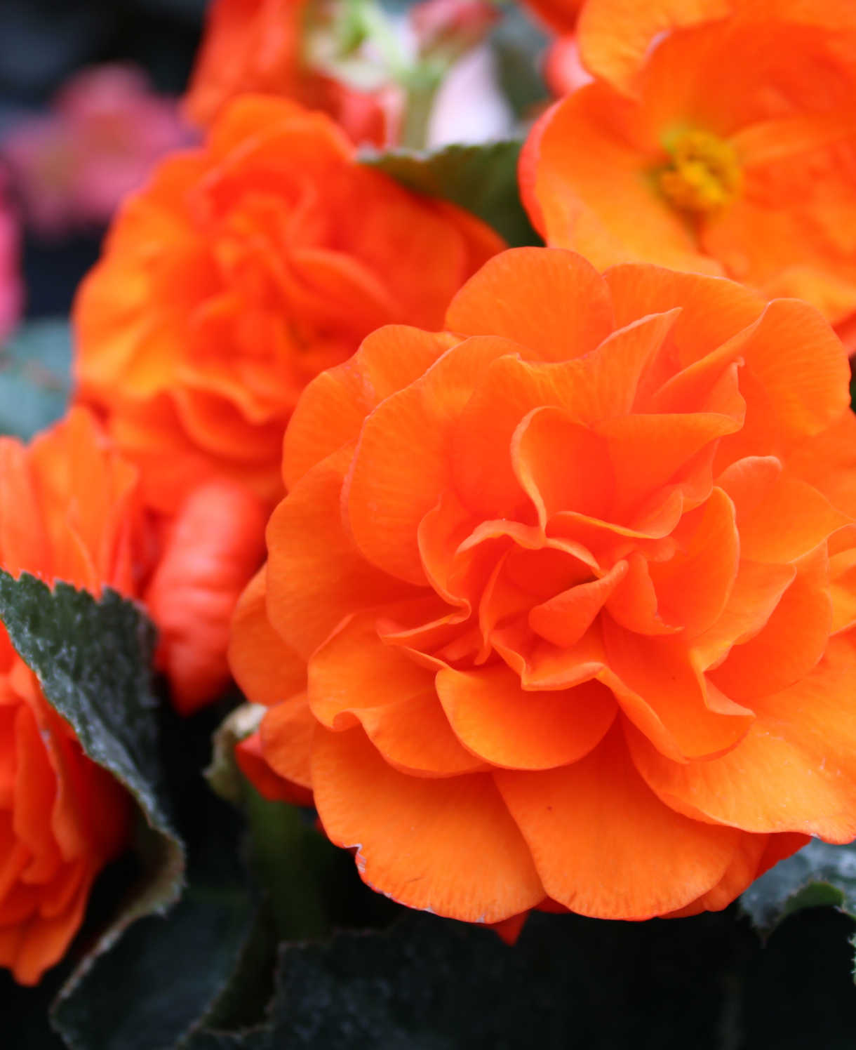 Hayloft Begonia Limitless Collection - 20 Young Plants