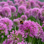 Allium Millennium - Purple Ornamental Onion, 45cm | 3 x 9cm | Purple