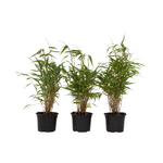Dragonhead Bamboo - 3 Pcs. - Fargesia Rufa - Height 25-40cm - ⌀13cm | Set-of-3 | Green