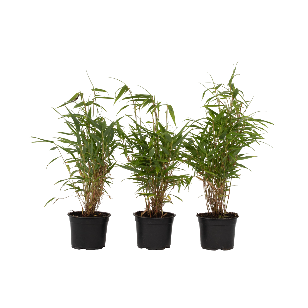 Dragonhead Bamboo - 3 Pcs. - Fargesia Rufa - Height 25-40cm - ⌀13cm | Set-of-3 | Green