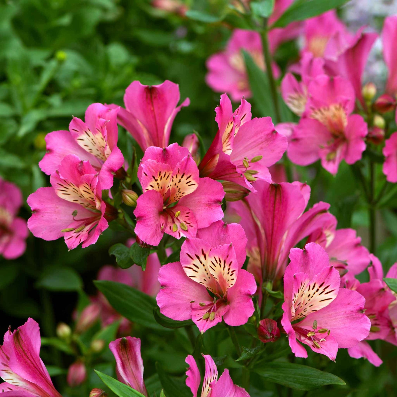 Alstroemeria 'summer Saint' Deep Mauve-pink Perennial | 3 x Jumbo Plugs | Pink