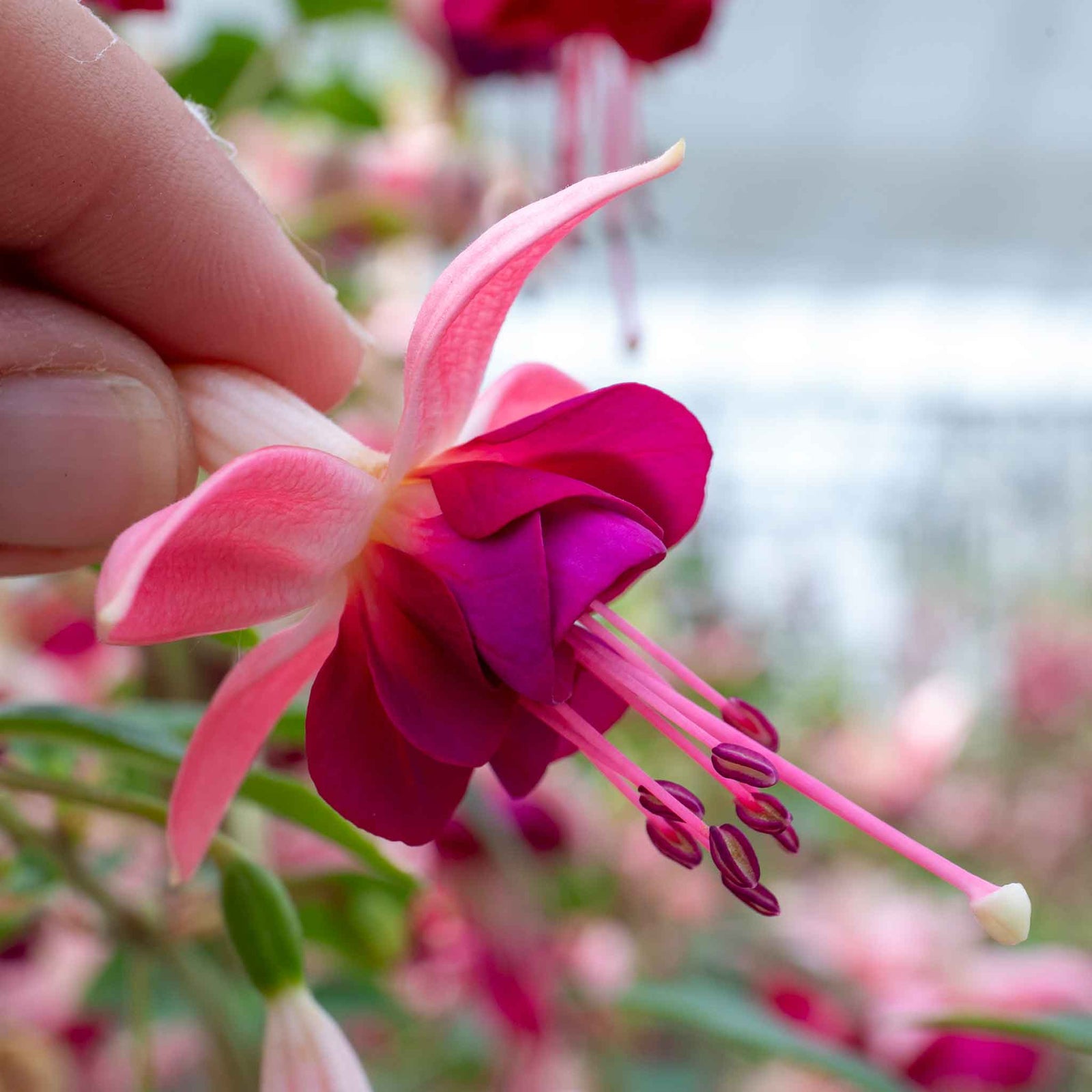 Fuchsia 'paula Jane' | 12 x Plug Plants | Pink & Purple
