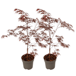 Japanese Maple - Acer Palmatum 'Black Lace' - Height 60-70cm - ⌀19cm | Set of 2 | Green