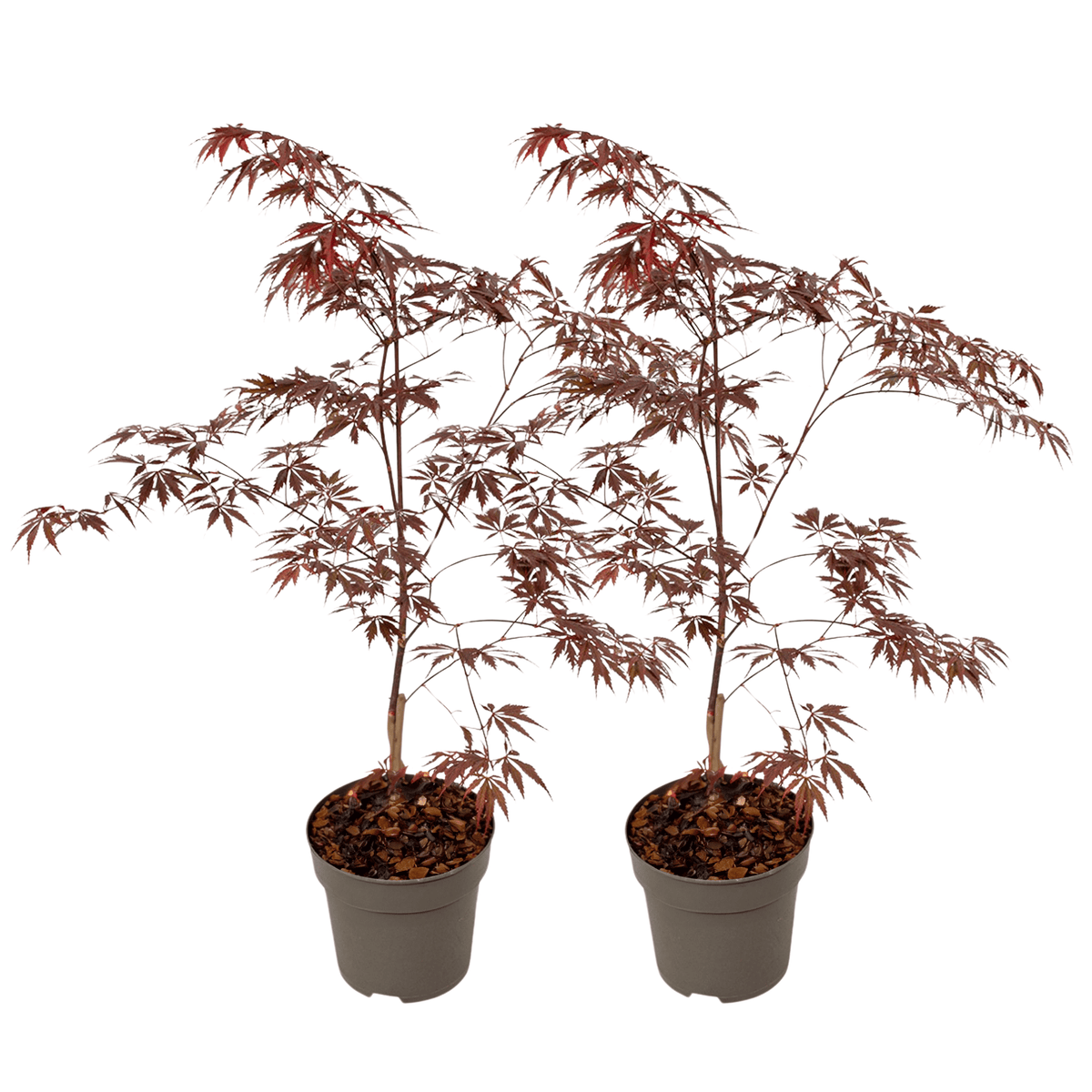 Japanese Maple - Acer Palmatum 'Black Lace' - Height 60-70cm - ⌀19cm | Set of 2 | Green