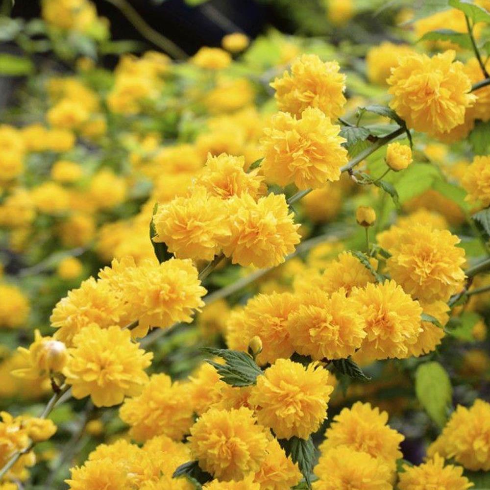 Kerria Japonica Pleniflora Yellow Pom Pom Plant 2-3ft In A 3 Litre Pot