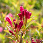 Weigela 'picobella Rosa' - Compact Pink-flowering Shrub | 1 x 3L | Pink