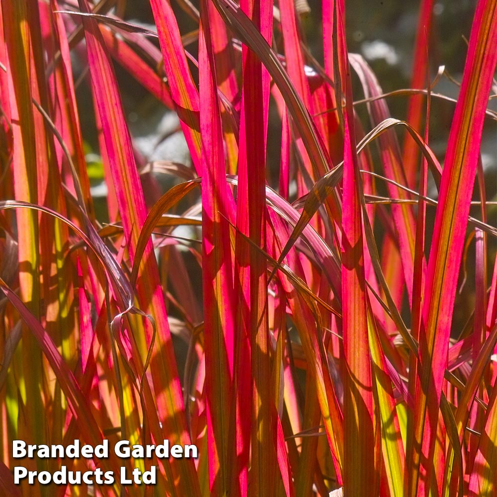 Thompson & Morgan Imperata (grass) Red Baron 9cm Pot
