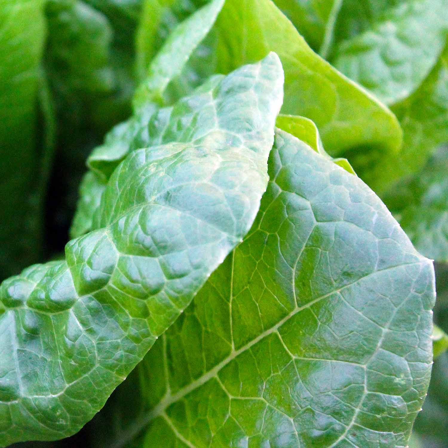 Spinach Renegade Seedlings - Hardy Disease-resistant | 12 x Garden Ready Plants | Green