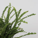Sword Fern - 2 Pcs. - Nephrolepis 'duffii' - Height 25-40cm - ⌀12cm | Set of 2 | Green