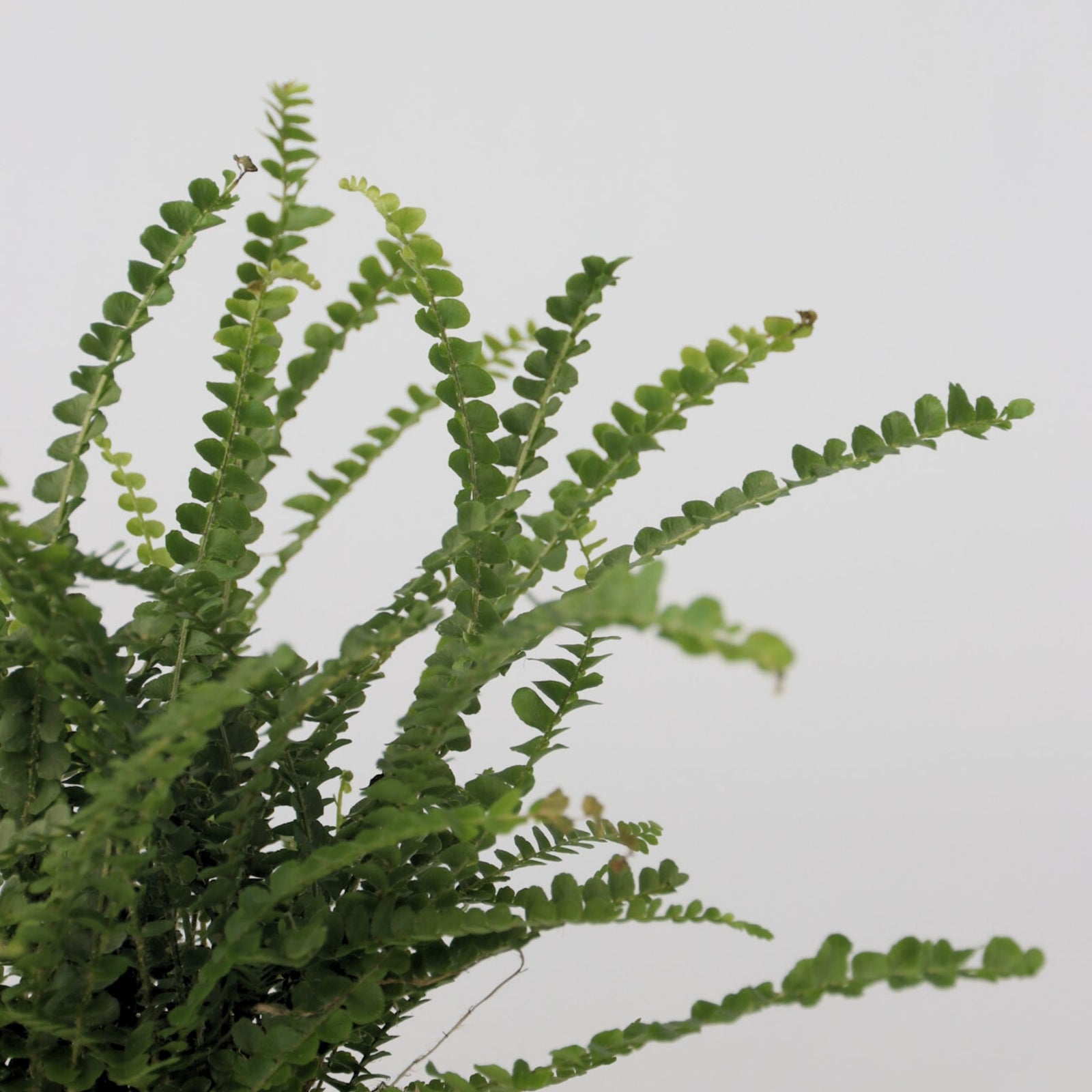 Sword Fern - Nephrolepis 'duffii' - Height 25-40cm - ⌀12cm | Set of 1 | Green