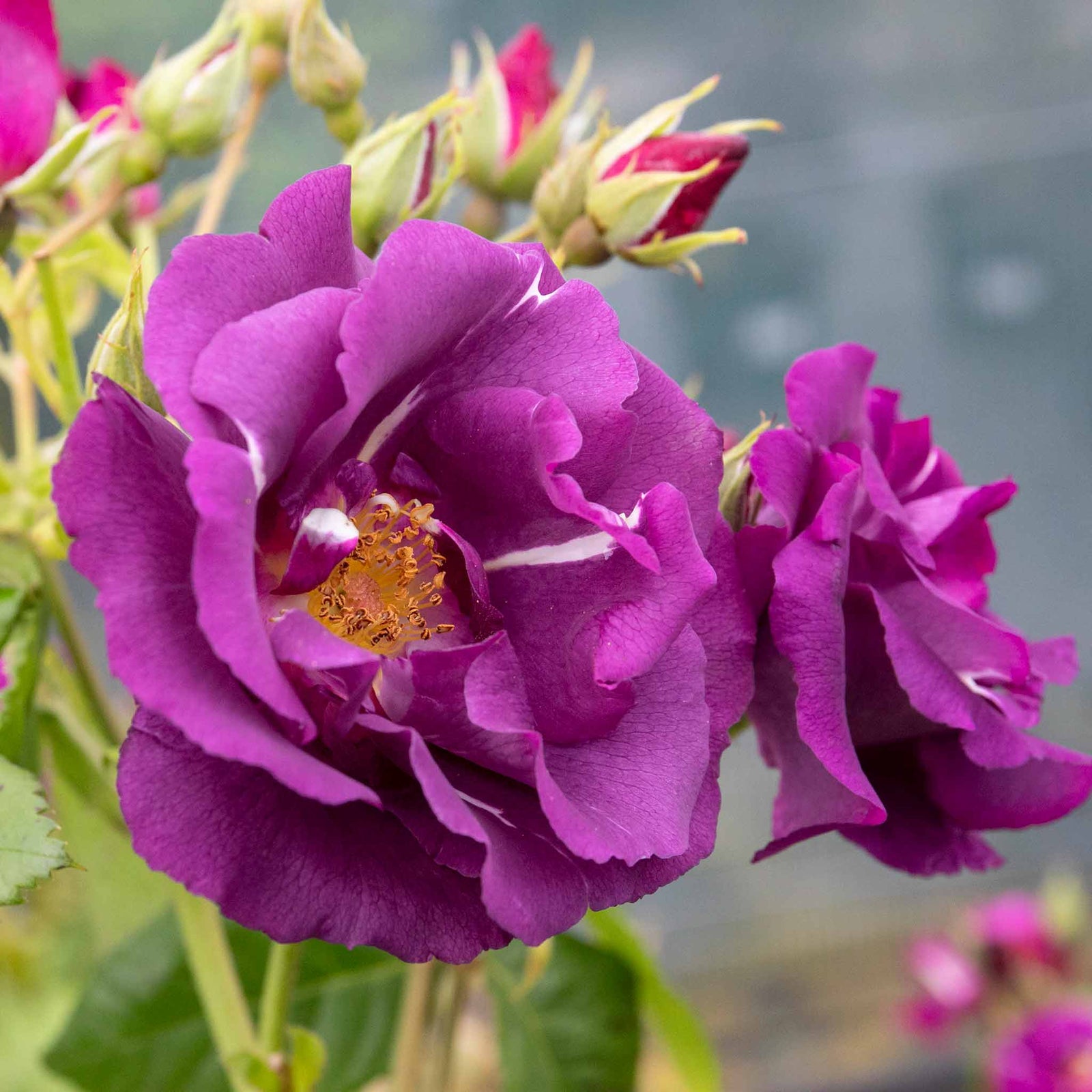 Rose 'rhapsody In Blue' – Purple Shrub Rose (roty 2003) | 1 x Bare Root | Purple