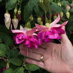 Fuchsia 'bella Rosella' Trailing Double Pink 30cm | 12 x Plug Plants