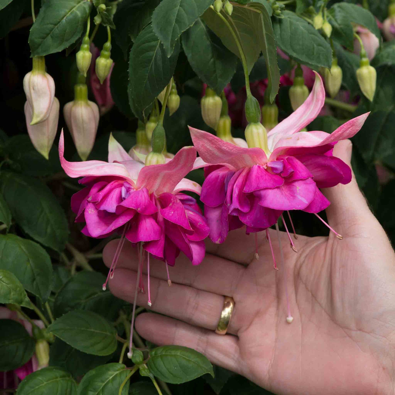 Fuchsia 'bella Rosella' Trailing Double Pink 30cm | 12 x Plug Plants