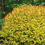 Spiraea Japonica 'magic Carpet' Compact Pink-flowering Groundcover Shrub | 1 x 3L