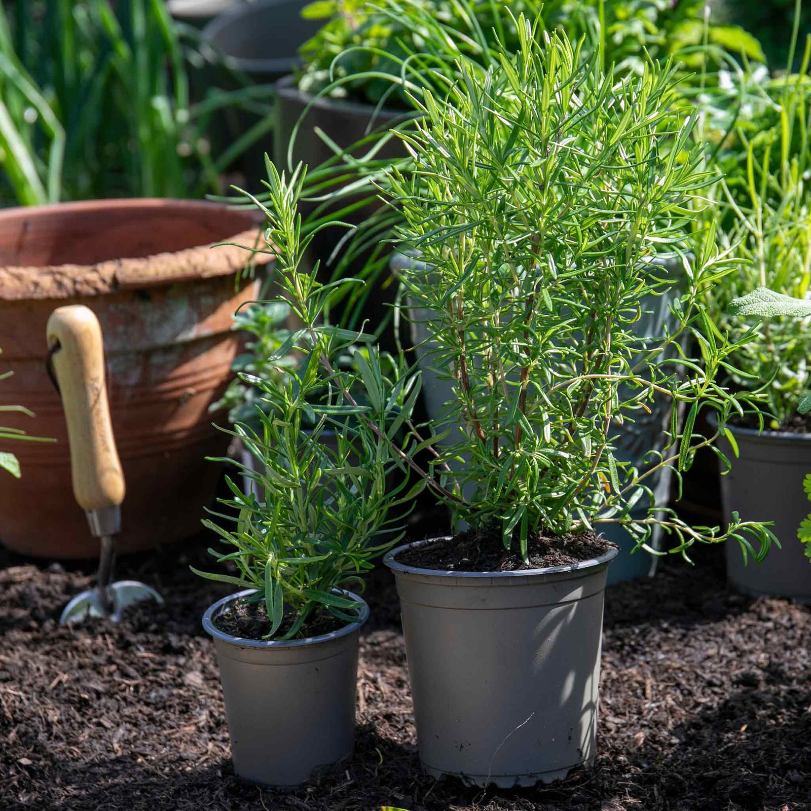 Rosemary 'upright' - Hardy Aromatic Herb | 1 x 1L | Purple