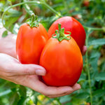 Tomato Seeds Outdoor Collection | Set of 4