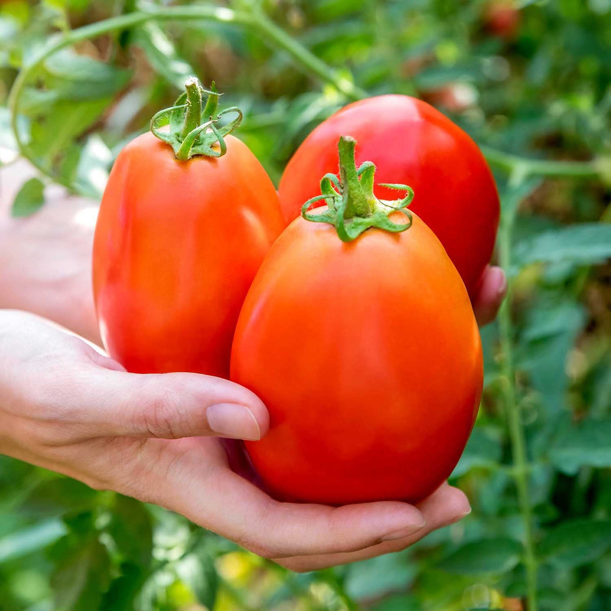 Tomato Seeds Outdoor Collection | Set of 4