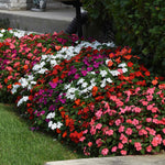 Busy Lizzie Beacon Select Mix - Disease-resistant Bedding Impatiens | 60 x Pro Grower Plugs | Multi