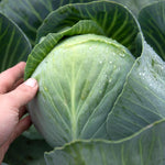 White Cabbage Plant 'reaction' | 16 x Pro Grower Plugs | Green