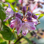 Deutzia 'raspberry Sundae' Compact Purple-tipped White Shrub | 1 x 9cm | White & Purple