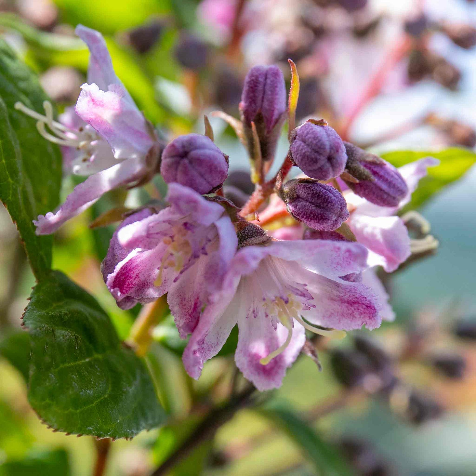Deutzia 'raspberry Sundae' Compact Purple-tipped White Shrub | 1 x 9cm | White & Purple