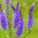 The Blue Border Perennial Collection - 2l Garden Ready Pots. | Set-of-6 | Blue
