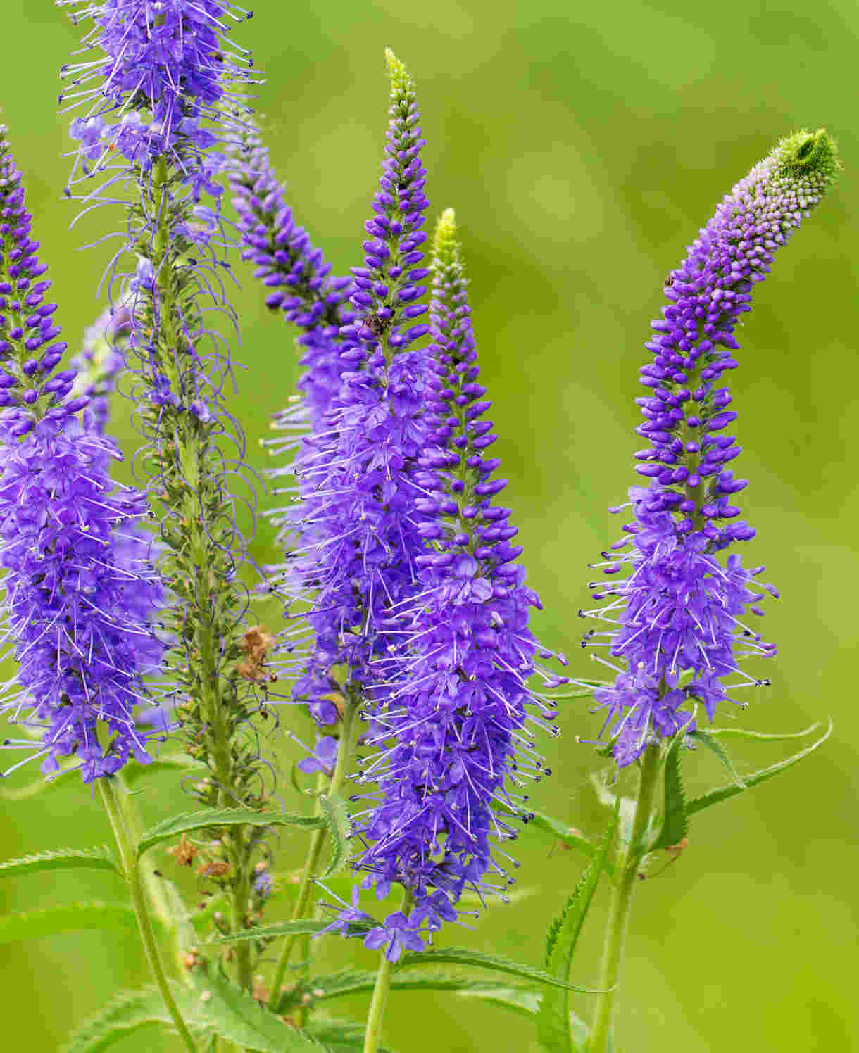 The Blue Border Perennial Collection - 2l Garden Ready Pots. | Set-of-6 | Blue