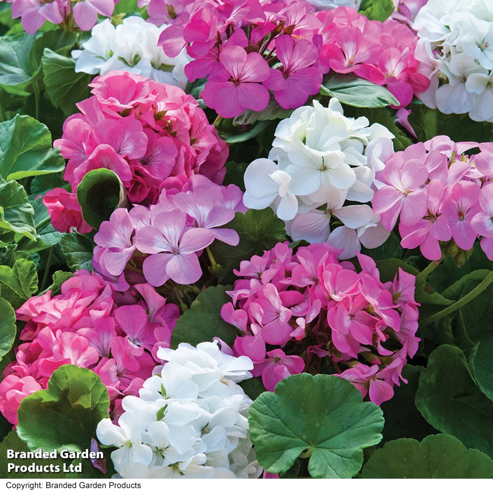 Geranium Jackpot Candyfloss Mix Garden Ready Plants | 12 x Garden Ready Plants