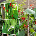 Runner Bean Plants Firestorm & Stardust, Self-pollinating, Rhs Awarded, Weather-tolerant | 12 x Pro Grower Plugs | Green