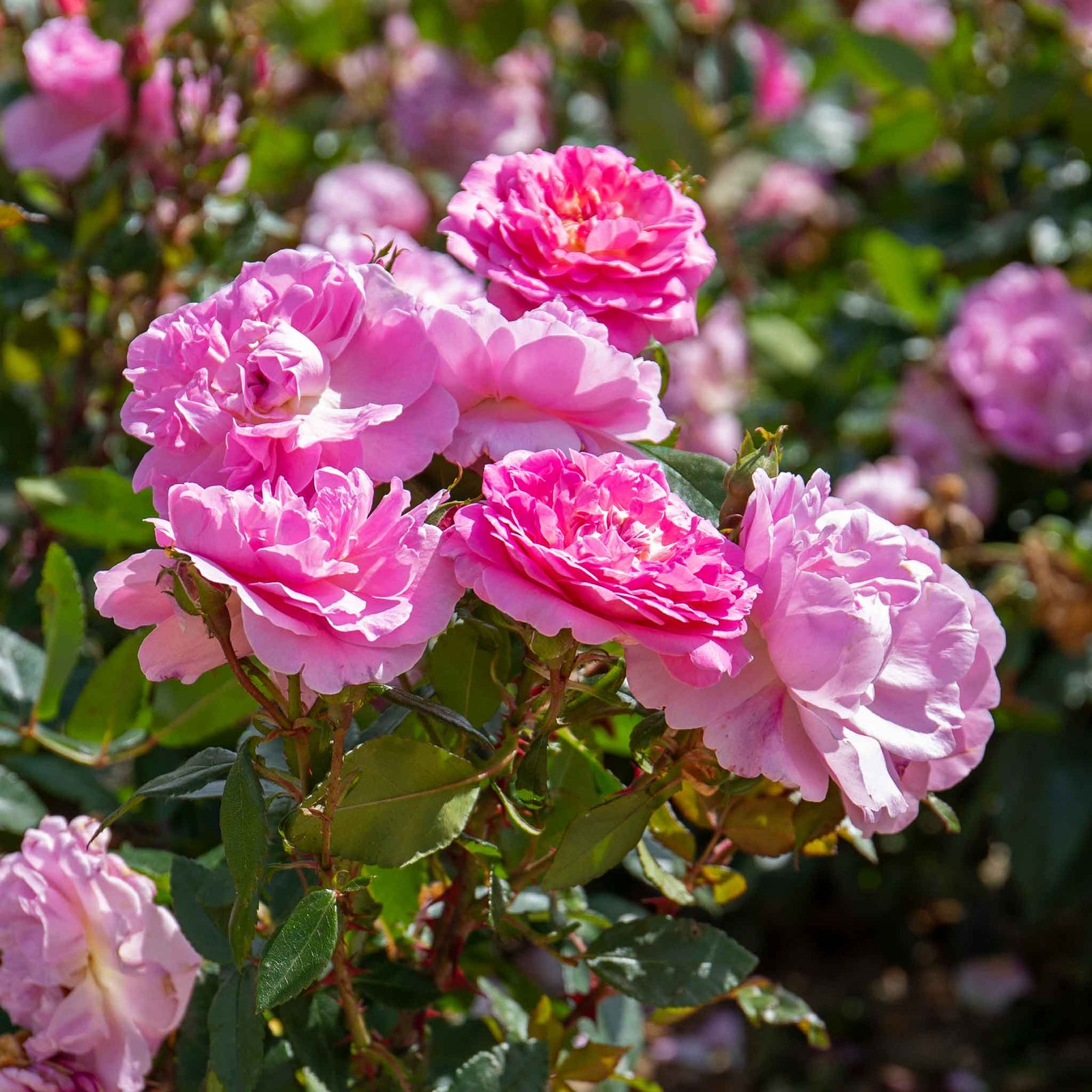 Rose 'orchid Romantica' Floribunda | 1 x Bare Root | Pink
