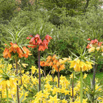 Hayloft Fritillaria Summer Skyline Collection - 9 Bulbs (3 Of Each)