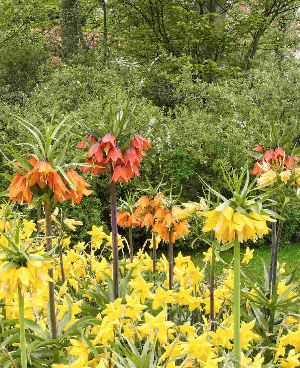 Hayloft Fritillaria Summer Skyline Collection - 9 Bulbs (3 Of Each)