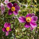 Anemone Hupehensis Var. Japonica 'splendens' - 9 cm pots | 1 x 9cm | Pink
