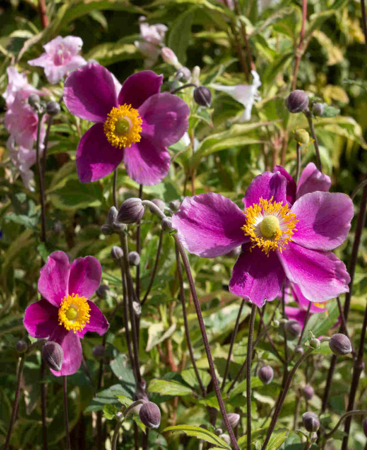 Anemone Hupehensis Var. Japonica 'splendens' - 9 cm pots | 1 x 9cm | Pink