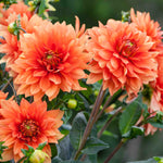 Dahli 'mrs Eileen' - 3l Pot | 2 x 3L | Orange