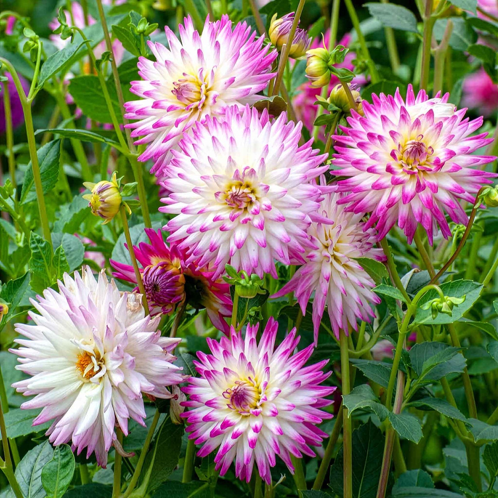 Dahlia 'hayley Jane', 1 X Tuber, Bicolour Cactus, 90-120 Cm | Set-of-1 | White