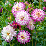 Dahlia 'hayley Jane', 1 X Tuber, Bicolour Cactus, 90-120 Cm | Set of 1 | White